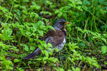 Fototapeta premium a common blackbird on a background of green grass.close-up. summer.