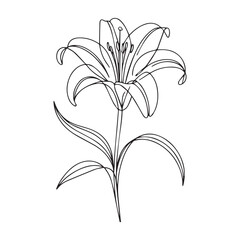 One continuous line illustration of an Amaryllis flower, isolated on white background.	