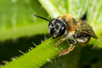 honey bee on a blurred background. colorful wildlife photo. macro photo of an insect. close-up. space for text