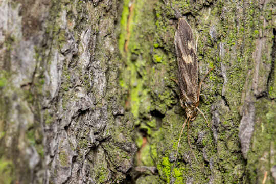 caddis fly imago insect. colorful macro photo of an insect. space for text. beautiful screensaver. close-up.