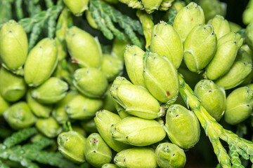 thuja cones in close-up. colorful macro photography of a plant. blurred background with highlights and bokeh. the beauty of nature.