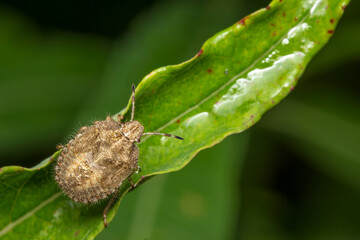 hairy bug on a plant. wildlife. colorful detailed macro photo of an insect. close-up. space for text. screensaver. bokeh