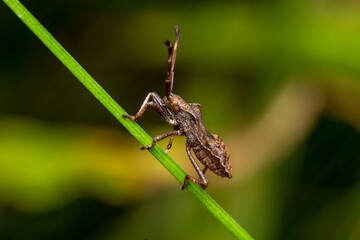 rhombic bug on a blade of grass. blurred background. wildlife. colorful detailed macro photo of an insect. close-up. space for text. screensaver. bokeh