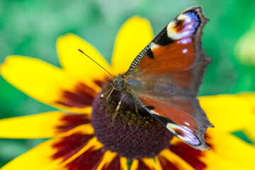 peacock eye butterfly on a rudbeckia flower. wildlife. colorful detailed macro photo of an insect. close-up. space for text. screensaver. bokeh