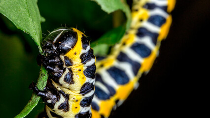 yellow and white caterpillar on a dark background. colorful detailed macro photo of an insect in the wild. close-up. space for text. screensaver. bokeh