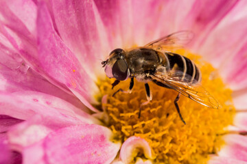 hoverfly on a chrysanthemum flower. colorful detailed macro photo of an insect. screensaver. wildlife. close-up. text space.