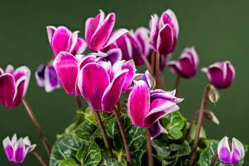 Obraz premium Vivid Magenta and White Cyclamen Blooms Against Rich Green Background
