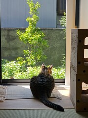 A tabby cat sits with its back to the camera, gazing at the sunny garden through the window. This peaceful indoor photo captures a quiet moment of feline contemplation in a cozy home.