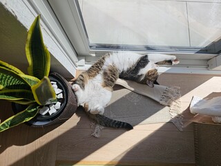 Fototapeta na wymiar A tabby cat sleeps soundly on its back, belly up, basking in a sunbeam. This top-down photo captures a moment of ultimate trust and feline comfort in a cozy home environment.