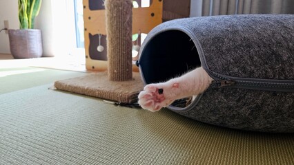 A cute white paw and pink toe beans stick out of a felt tunnel bed. This candid photo captures a humorous moment of a feline enjoying its cozy hideout and ultimate comfort on a tatami floor.