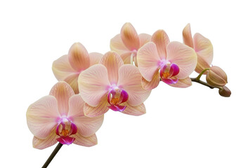 Obraz premium A branch of peach and pink orchids with a transparent background