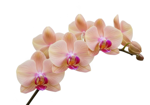A branch of peach and pink orchids with a transparent background
