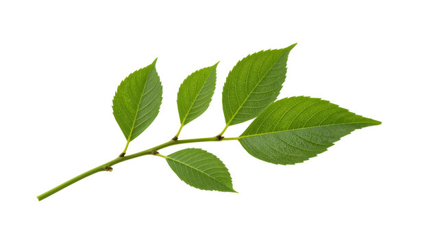 Green ash tree leaf isolated on the transparent background with fresh serrated leaves and branch detail