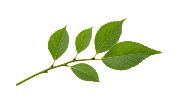 Green ash tree leaf isolated on the transparent background with fresh serrated leaves and branch detail