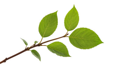 Obraz premium Fresh green leaves on twig isolated on the transparent background with detailed veins and natural texture for botanical and eco concepts