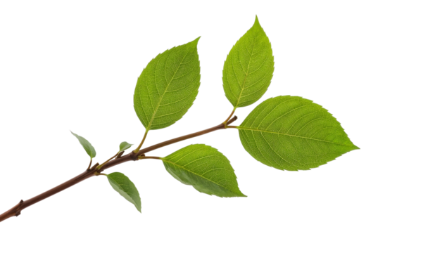 Fresh green leaves on twig isolated on the transparent background with detailed veins and natural texture for botanical and eco concepts
