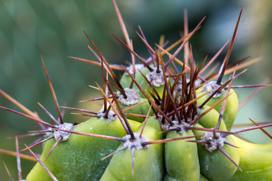 the top of a Cereus cactus. a colorful photo of a plant in its natural habitat with raindrops. close-up. a blurred background with highlights and bokeh.