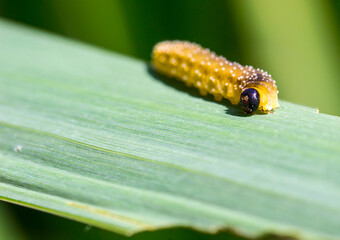 a caterpillar on a blurred background with highlights and bokeh. a colorful macro photo of an insect. space for text. a beautiful screensaver.