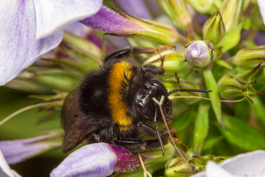 bumblebee. wildlife. colorful detailed macro photo of an insect. close-up. space for text. screensaver.