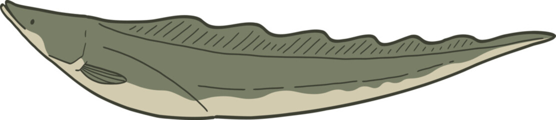 Illustration of African Knifefish.