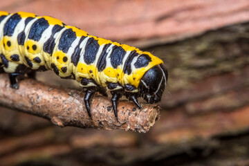 black-and-yellow-and-white caterpillar. colorful detailed macro photo of an insect in the wild. close-up. space for text. screensaver