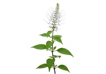 White catmint flower stalk with green leaves isolated on transparent background