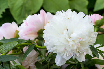 Gorgeous pink peony flower taken in close-up on a green blurred background. in natural light.