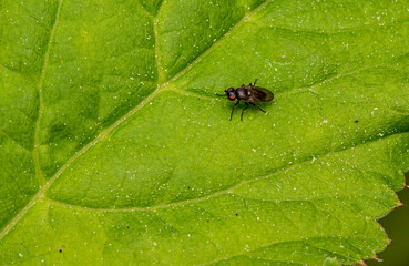 a midge on a green leaf. a blood-sucking insect. colorful macro photography. close-up.