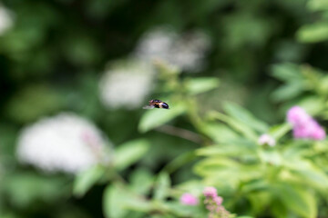 fly in flight . insect flight. colorful photo of wildlife. macro photo of an insect. close-up. space for text
