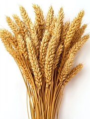 Fototapeta premium Bundle of golden wheat stalks arranged vertically on a pure white background