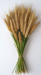 Fototapeta premium Bundle of wheat stalks tied together with twine against a white background