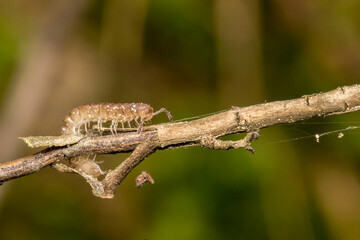 a millipede on a branch on a light background . wildlife. colorful detailed macro photo of an insect. close-up. space for text. screensaver.