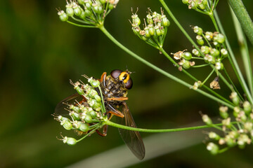 hoverfly.. head. insect portrait. colorful detailed macro photograph of an insect. close-up. text space. compound eyes. screensaver. extreme macro