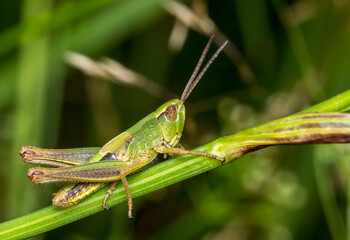 green grasshopper. blurred background. wildlife. colorful detailed macro photo of an insect. close-up. space for text. screensaver. bokeh