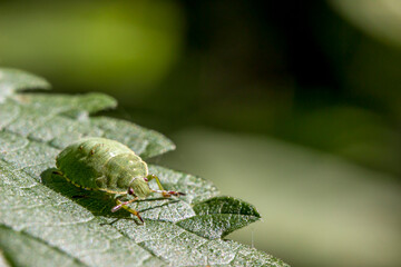 green shield bug on a green background. wildlife. colorful detailed macro photo of an insect. close-up. space for text. screensaver. bokeh