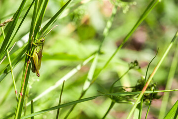 green grasshopper in the grass . wildlife. colorful detailed macro photo of an insect. close-up....
