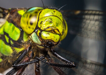 dragonfly in a blurred background . wildlife. colorful detailed macro photo of an insect. close-up....