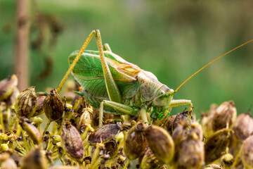 green grasshopper on hogweed . wildlife. colorful detailed macro photo of an insect. close-up. space for text. screensaver.