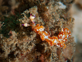 Colorful Blue Dragon Nudibranch Crawling Over Sandy Seafloor in Lembeh Indonesia