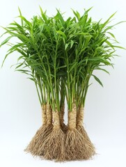 Fototapeta premium Grouped rhizomes with green shoots and root systems against white background