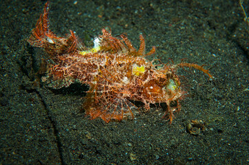 Ambon scorpionfish camouflaged on volcanic sand in Lembeh Strait Indonesia