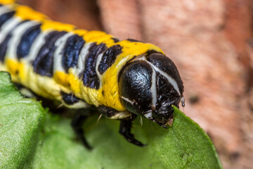 caterpillar. colorful detailed macro photo of an insect in the wild. close-up. space for text. screensaver. bokeh