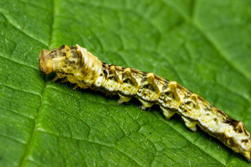 the caterpillar is beautiful. colorful detailed macro photo of an insect in the wild. close-up. space for text. screensaver. bokeh