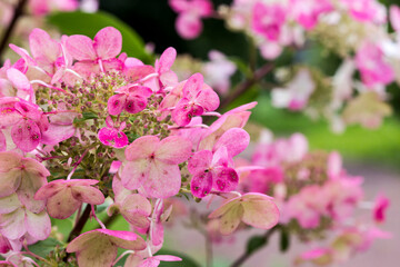 Obraz premium hydrangea pink petiolate. colorful detailed macro photo of a flower on a blurred background with highlights and bokeh. space for text. natural beauty. close-up.