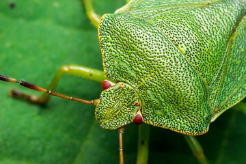 green shield bug in a shell. insect portrait. colorful detailed macro photo of an insect....