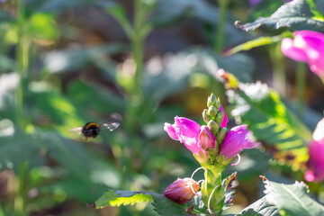 Chelone flower on a blurred background. Wildlife beauty. Flowering flower. Flying pollinating insect.