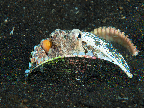 Coconut octopus using seashell for shelter on black sand in Lembeh Indonesia