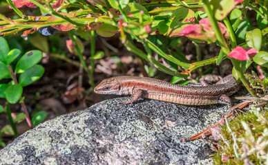 forest lizard close-up. detailed photo. screensaver. colorful macro photo of wildlife. screensaver. space for text.