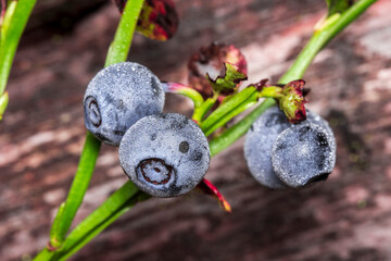 ripe blueberries with dew drops on a blurred background. close-up. colorful macrophotography of a...