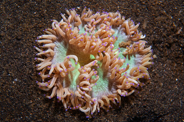 Close up of elegance coral resting on sandy seabed in Lembeh Indonesia